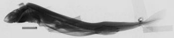 Media type: image;   Ichthyology 55497 Aspect: lateral, description